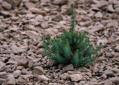 Lone reen weed