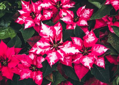 Poinsettias Red and White