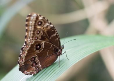 Brown butterfly