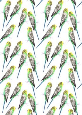 Budgerigar watercolor bird