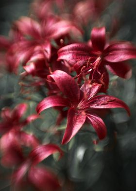 Garden lilies