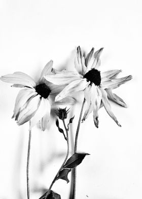 Coneflowers on white backg