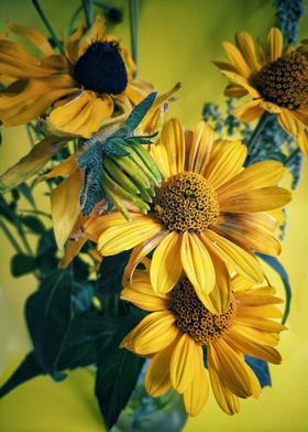 Yellow coneflowers