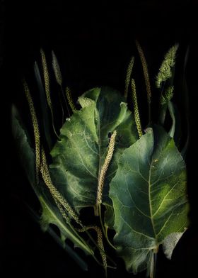 burdock leaves