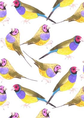 Gouldian finch birds