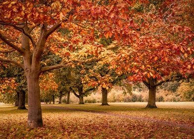 Autumn Colours