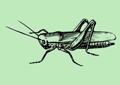 insect drawing