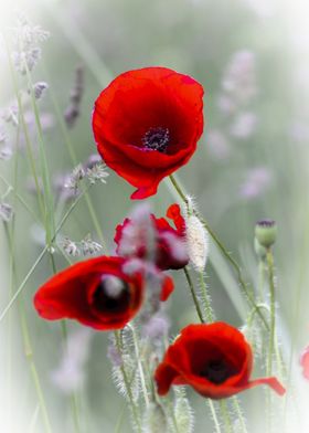 Wild Red Poppies