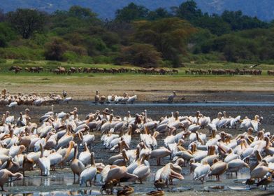 Birds Gnus Zebras