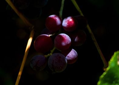 Weintrauben grapes shrub