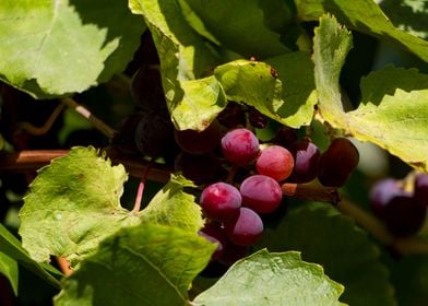 Weintrauben grapes shrub