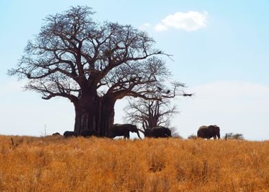 Baobab with elefants