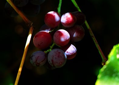 Weintrauben grapes shrub