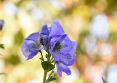 autumn blue flowers