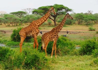 Giraffes