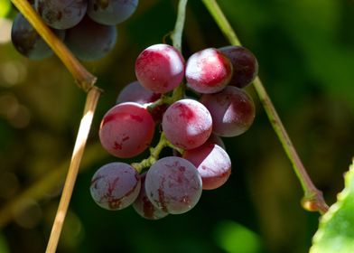 Weintrauben grapes shrub