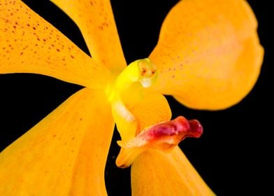 Orange Blossom Orchid 4