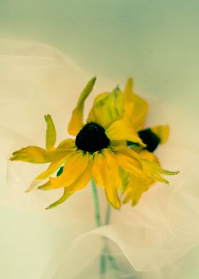 Yellow rudbeckia