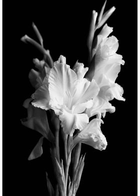 Gladiolus White Flower