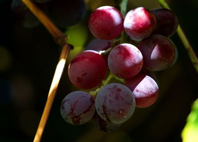 Weintrauben grapes shrub