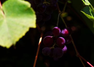 Weintrauben grapes shrub