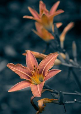 Lilies garden