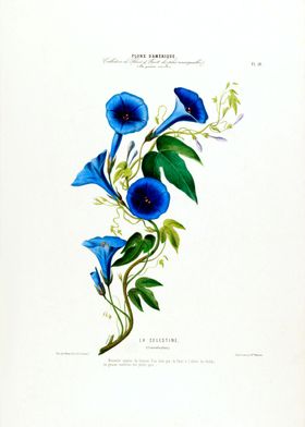 Botanical La Celestine