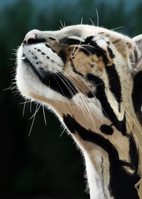 The Clouded Leopard