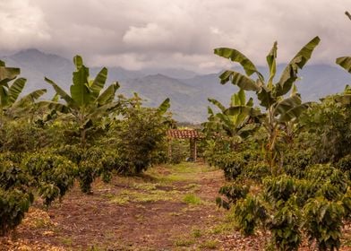 Colombia Palms