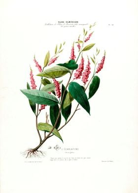  Botanical Le Carlatine