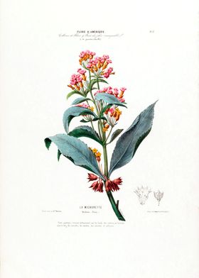 Botanical La Migonette