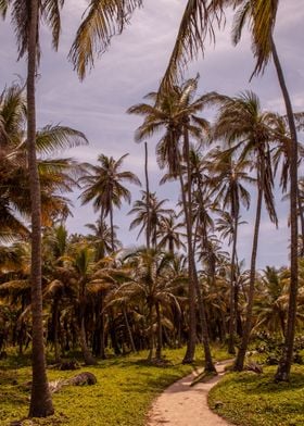 Colombia Palms