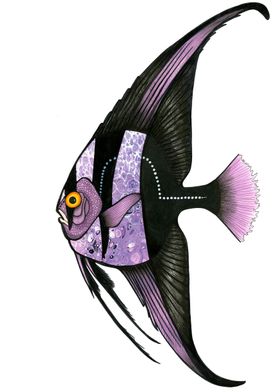 Purple Batfish