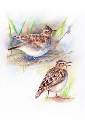 Woodlark