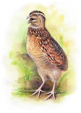 Watercolor Common Quails