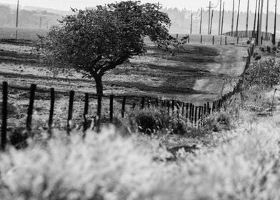 fence and road