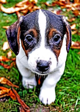 Beagle Puppy