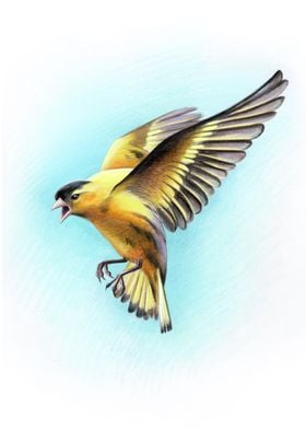  Flying Eurasian siskin 