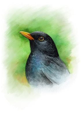 Watercolor blackbird