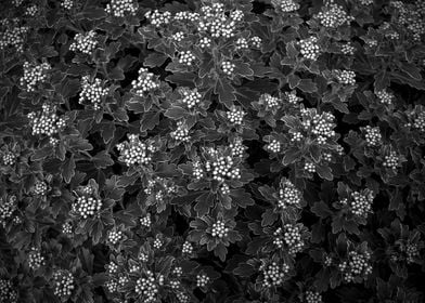 Monochrome Plant