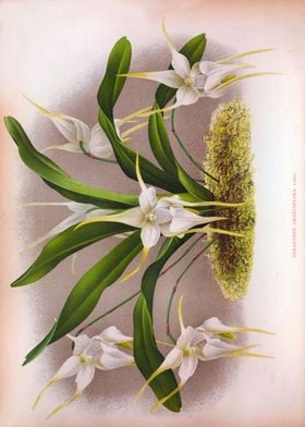 Aeranthes White Orchids