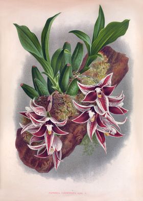 Paphinia Lindeniana Orchid