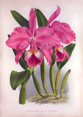 Cattleya Labiata Pink Orch