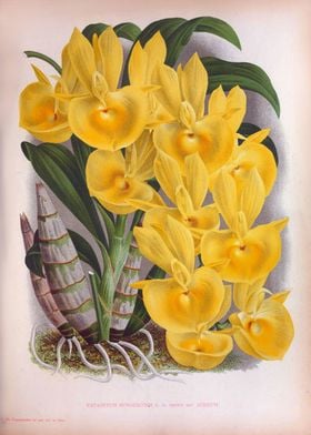 Vintage Lush Yellow Orchid