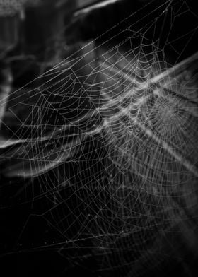 Autumn Cob Webs