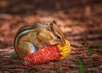 Chipmunk Harvest 