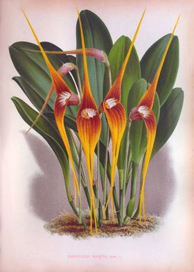 Masdevallia Macura Orchids