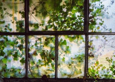 Window vegetation