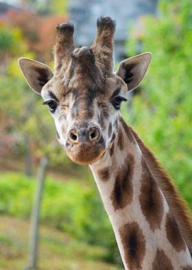 Girafe