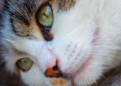 Brown and white cat